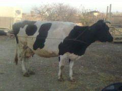 Vand 3vaci Holstein cu lapte de 18-25l - Pret | Preturi Vand 3vaci Holstein cu lapte de 18-25l