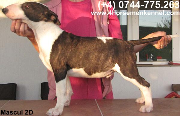 Vand pui Bullterrier - Pret | Preturi Vand pui Bullterrier