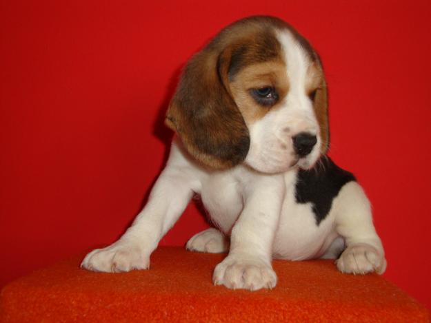 pui beagle cu pedigree - Pret | Preturi pui beagle cu pedigree