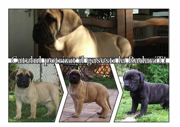 Bulmastiff de vanzare - Pret | Preturi Bulmastiff de vanzare