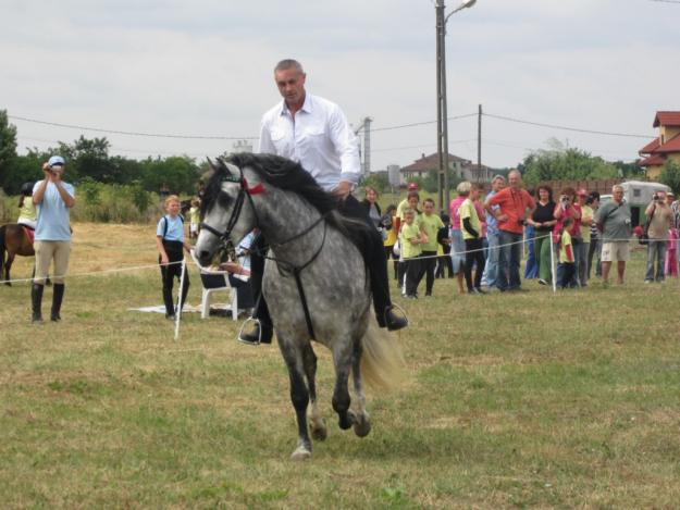 Andalus de vanzare si pentru monta - Pret | Preturi Andalus de vanzare si pentru monta