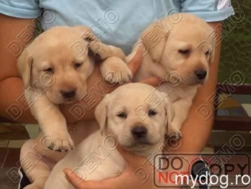 Catei de vanzare din rasa Labrador si beagle - Pret | Preturi Catei de vanzare din rasa Labrador si beagle