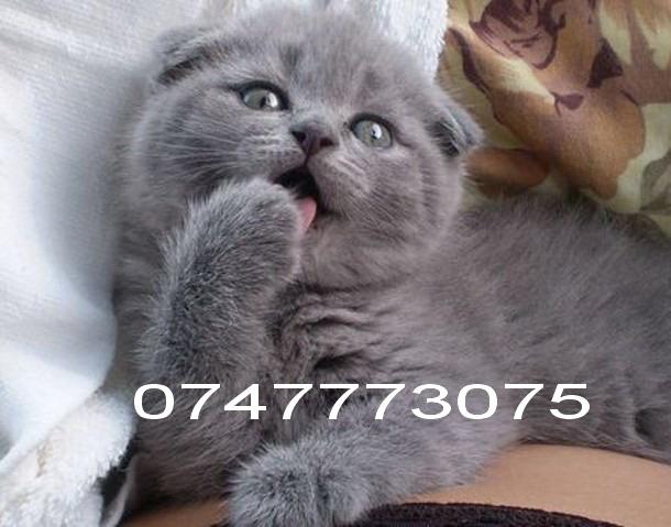 Scottish Fold masc. si fem. ! - Pret | Preturi Scottish Fold masc. si fem. !