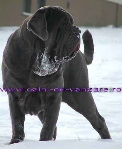 Mastino Napoletano de vanzare - Exemplare de Calitate pt cunoscatori - Pret | Preturi Mastino Napoletano de vanzare - Exemplare de Calitate pt cunoscatori