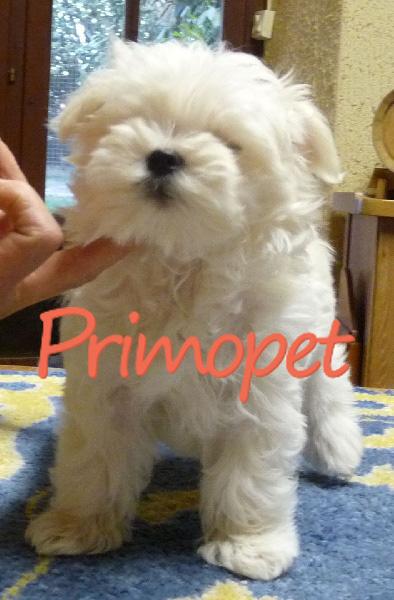 Catelusi Bichon Maltez de Vanzare - Pret | Preturi Catelusi Bichon Maltez de Vanzare