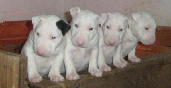 vand pui bull terrier - Pret | Preturi vand pui bull terrier