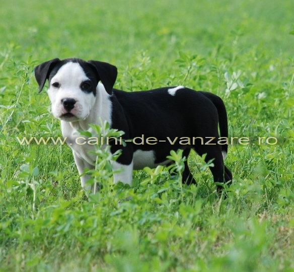 Bucuresti - Amstaff de vanzare - Pret | Preturi Bucuresti - Amstaff de vanzare