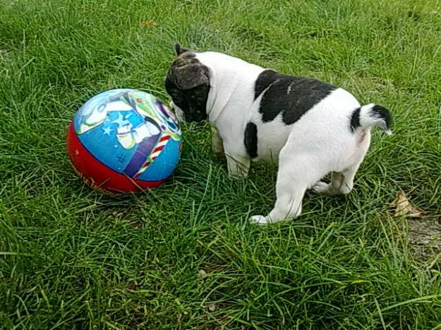 vaid catelus bulldog francez, de vanzare bulldog francez - Pret | Preturi vaid catelus bulldog francez, de vanzare bulldog francez