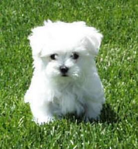 Bichon maltese - Pret | Preturi Bichon maltese