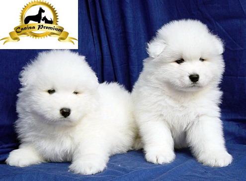 Samoyed de vanzare - Pret | Preturi Samoyed de vanzare