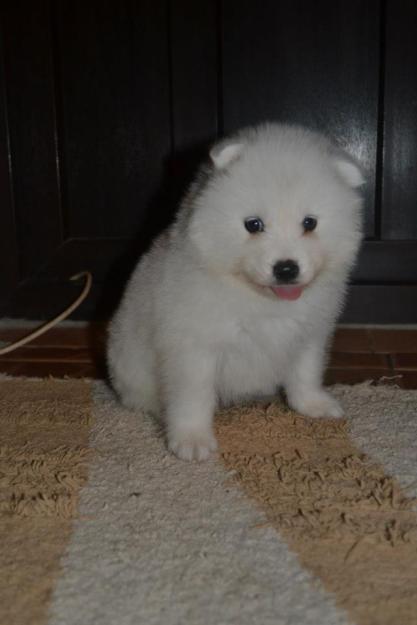 catelusi adorabili de samoyed - Pret | Preturi catelusi adorabili de samoyed