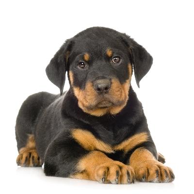 catei rottweiler - Pret | Preturi catei rottweiler