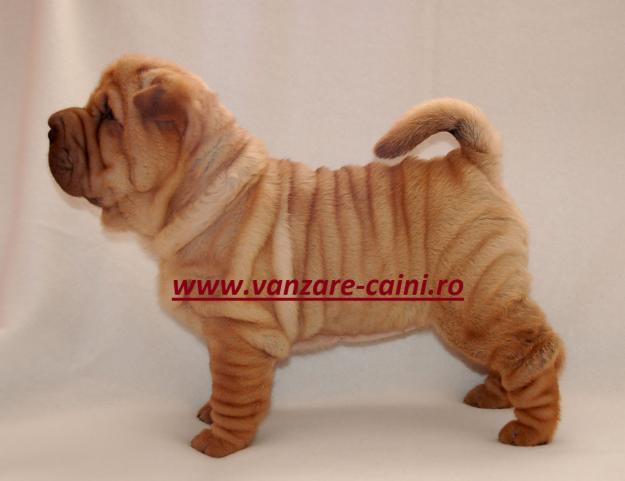 SHAR PEI DE VANZARE - Pret | Preturi SHAR PEI DE VANZARE