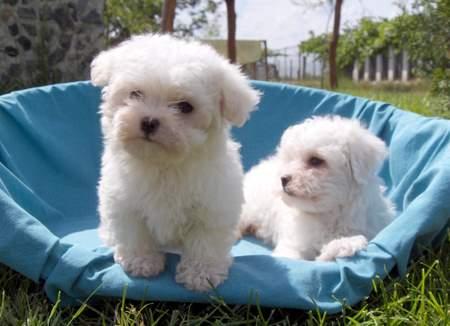 de vanzare BICHON MALTESE si BICHON BOLOGNESE - Pret | Preturi de vanzare BICHON MALTESE si BICHON BOLOGNESE