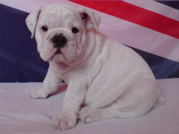 Vand pui Bulldog Englez superb! - Pret | Preturi Vand pui Bulldog Englez superb!