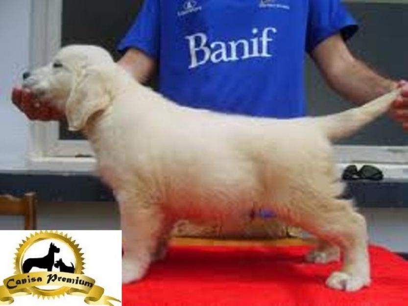 De vanzare puiuti Golden Retriever - Pret | Preturi De vanzare puiuti Golden Retriever