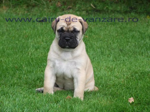 Bullmastiff de vanzare - Pret | Preturi Bullmastiff de vanzare