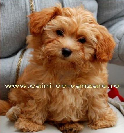 Bucuresti - Bichon Havanese de vanzare - Pret | Preturi Bucuresti - Bichon Havanese de vanzare