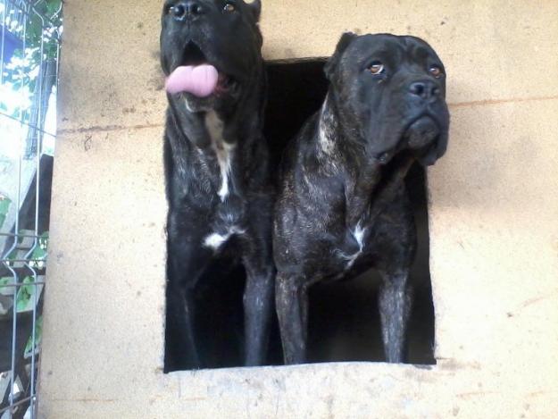 vand cane corso - Pret | Preturi vand cane corso