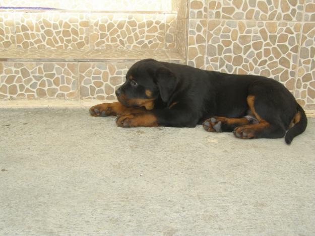 pui rottweiler de cea mai buna calitate - Pret | Preturi pui rottweiler de cea mai buna calitate