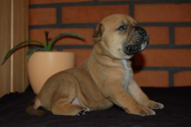 Amstaff de vanzare,disponibili de Craciun - Pret | Preturi Amstaff de vanzare,disponibili de Craciun