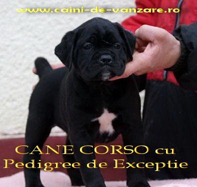 Cane Corso de vanzare - talie Mare - Pret | Preturi Cane Corso de vanzare - talie Mare