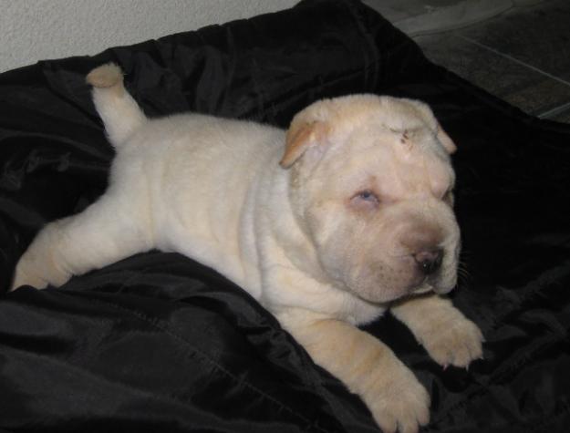 vand shar pei - Pret | Preturi vand shar pei