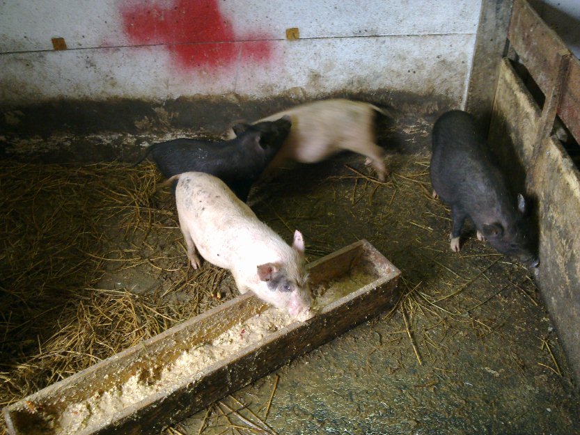 porci vietnamezi crescuti bio - Pret | Preturi porci vietnamezi crescuti bio