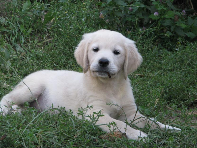 pui golden retriever de calitate, cu pedigrree - Pret | Preturi pui golden retriever de calitate, cu pedigrree