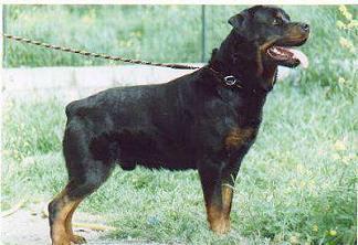 ROTTWEILER 2 ANI PAZA - Pret | Preturi ROTTWEILER 2 ANI PAZA