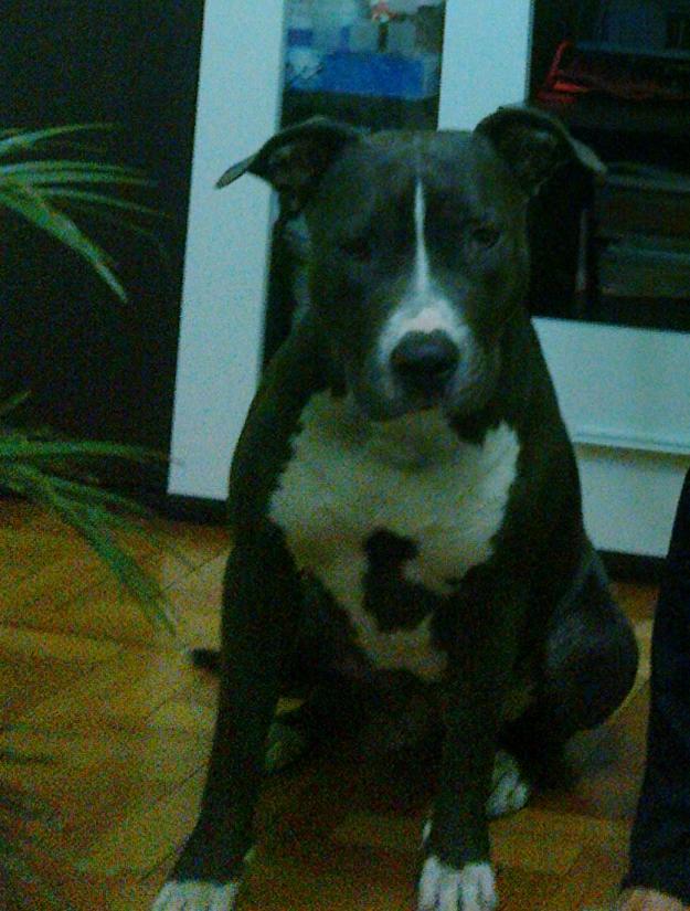 pitbull blue - Pret | Preturi pitbull blue