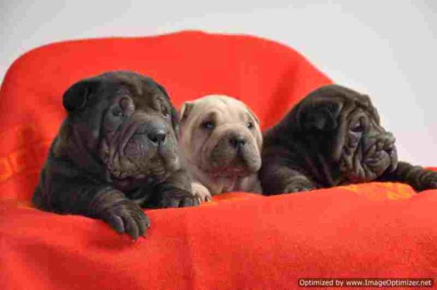 Vand pui shar pei culori deosebite - Pret | Preturi Vand pui shar pei culori deosebite