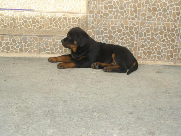 pui rottweiler de exceptie - Pret | Preturi pui rottweiler de exceptie