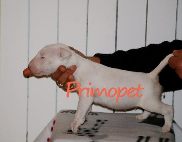 Vand puiuti rasa Bullterrier - Pret | Preturi Vand puiuti rasa Bullterrier