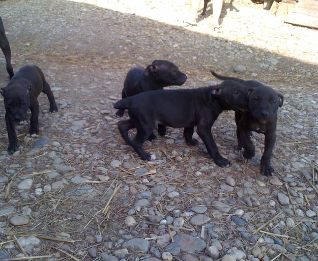 Vand Catei Pitbull din linie foarte buna. - Pret | Preturi Vand Catei Pitbull din linie foarte buna.