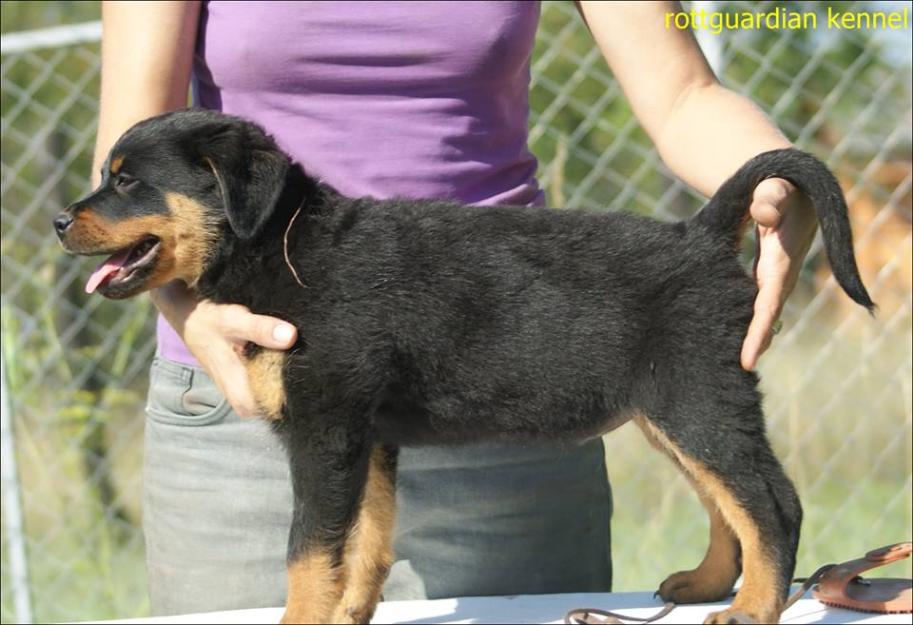 rottweiler de vanzare - Pret | Preturi rottweiler de vanzare