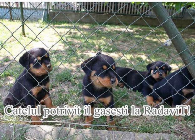 Rottweiler de vanzare - catei de rasa pura - Pret | Preturi Rottweiler de vanzare - catei de rasa pura