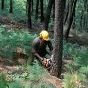 angajari urgente domeniul forestier Germania - Pret | Preturi angajari urgente domeniul forestier Germania