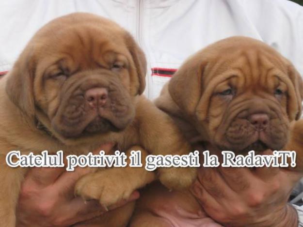 Dog de Bordeaux - catei de rasa pura - Pret | Preturi Dog de Bordeaux - catei de rasa pura