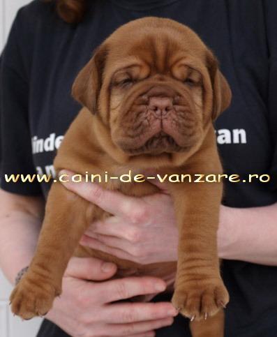 Dog de Bordeaux de vanzare - Pret | Preturi Dog de Bordeaux de vanzare