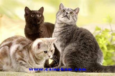 pisici persane si british shorthair blue & silver tabby de vanzare - Pret | Preturi pisici persane si british shorthair blue & silver tabby de vanzare