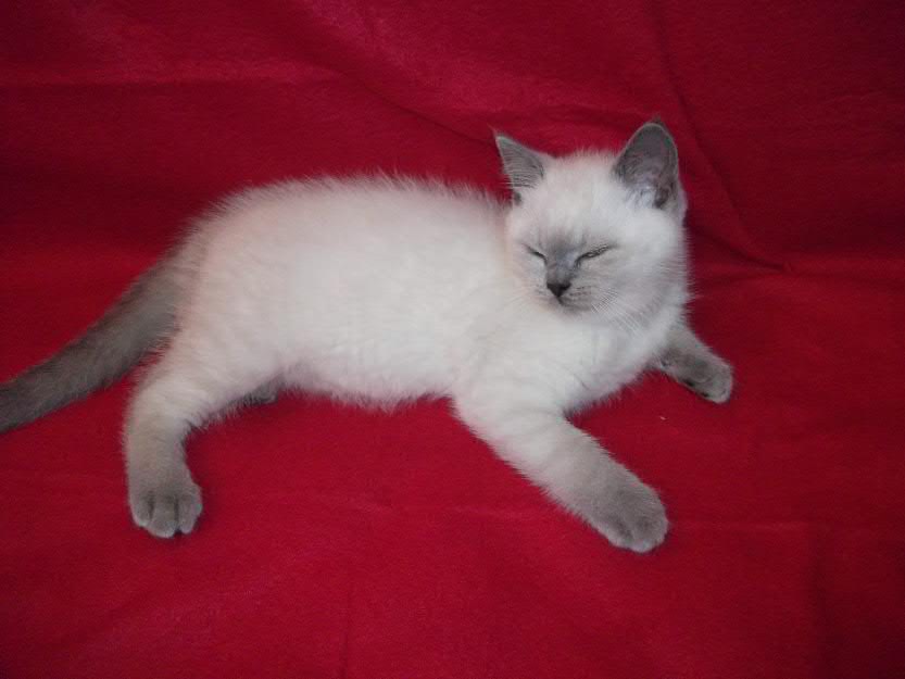 Crescator vand pisici british shorthair ALBI (color point) - Pret | Preturi Crescator vand pisici british shorthair ALBI (color point)