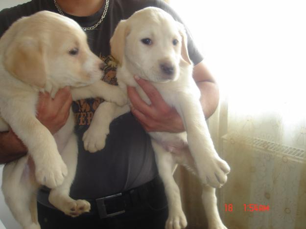 Pui Labrador Retriever de vanzare pret negociabil - Pret | Preturi Pui Labrador Retriever de vanzare pret negociabil