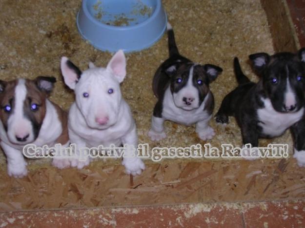 Vand Bullterrier,rasa curata.Lesa si Zgarda cadou - Pret | Preturi Vand Bullterrier,rasa curata.Lesa si Zgarda cadou