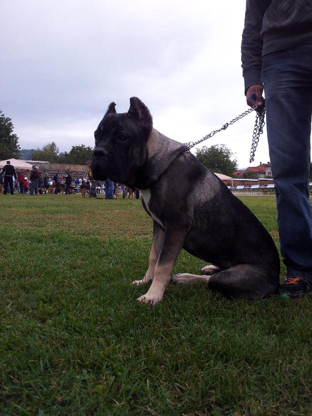 vand pui cane corso cu pedigree - Pret | Preturi vand pui cane corso cu pedigree