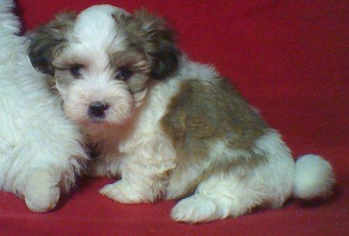 Bichon havanese 500 ron - Pret | Preturi Bichon havanese 500 ron