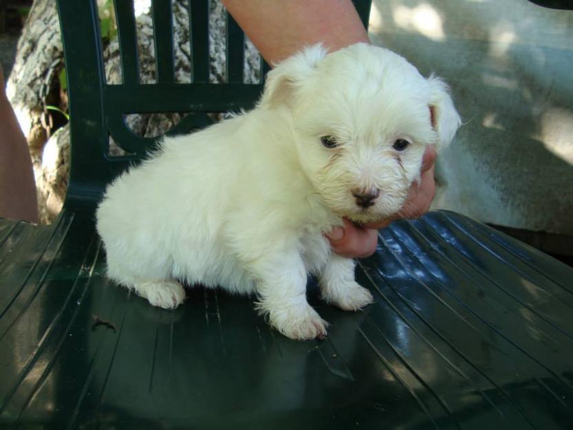 Pui Bichon Maltez - Pret | Preturi Pui Bichon Maltez