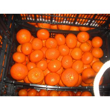 Clementine Spania si Portugalia - Pret | Preturi Clementine Spania si Portugalia