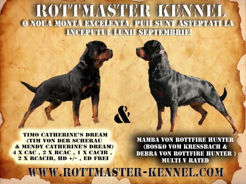 Canisa Rottmaster vinde pui rottweiler de calitate - Pret | Preturi Canisa Rottmaster vinde pui rottweiler de calitate