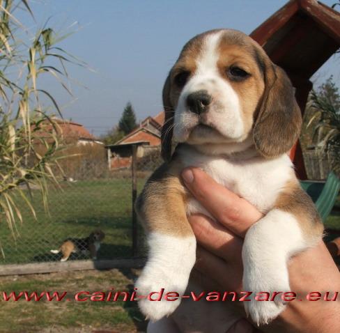 Beagle de vanzare - Pret | Preturi Beagle de vanzare